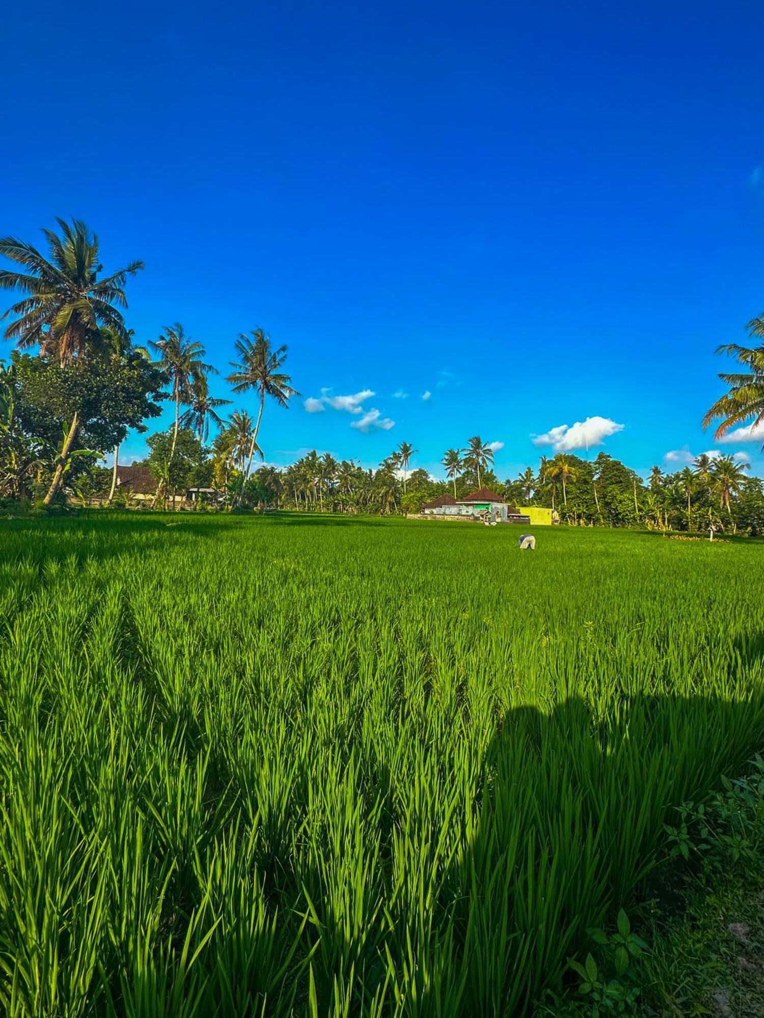 Nunu Bali Eco Friendly Retreat Hotel Canggu  Exterior photo
